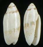 ����W:���h�I��