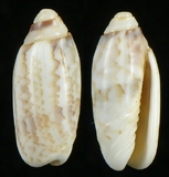 ����W:���h�I��