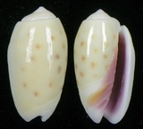 ����W:�ѽL�I��