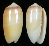 ����W:�m�i�I��