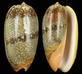 ����W:���B�I��