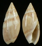 ����W:�饻�I��