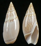 �ǦW:Oliva sp.