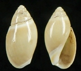 �ǦW:Olivella sp.