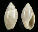 �ǦW:Olivella sp.