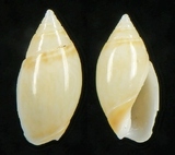 �ǦW:Olivella aureobatteata