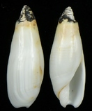 ����W:�f�ͼu�Y��