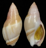 ����W:���Y�u�Y��