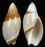 ����W:�s�c�u�Y��