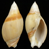 ����W:�s�c�u�Y��