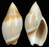 ����W:�s�c�u�Y��