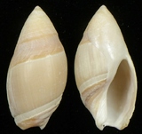 ����W:���u�Y��