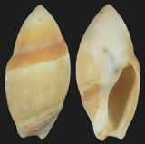 ����W:���u�Y��