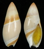 ����W:�A�V�u�Y��