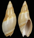 ����W:�˵��u�Y��