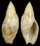 ����W:�˵��u�Y��