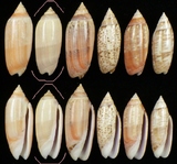 ����W:�h�m�����I��