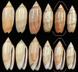 ����W:�h�m�I��