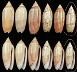 ����W:�h�m�����I��