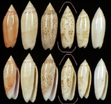 ����W:�h�m�I��