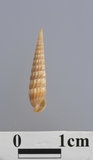 �ǦW:Terebra paucincisa