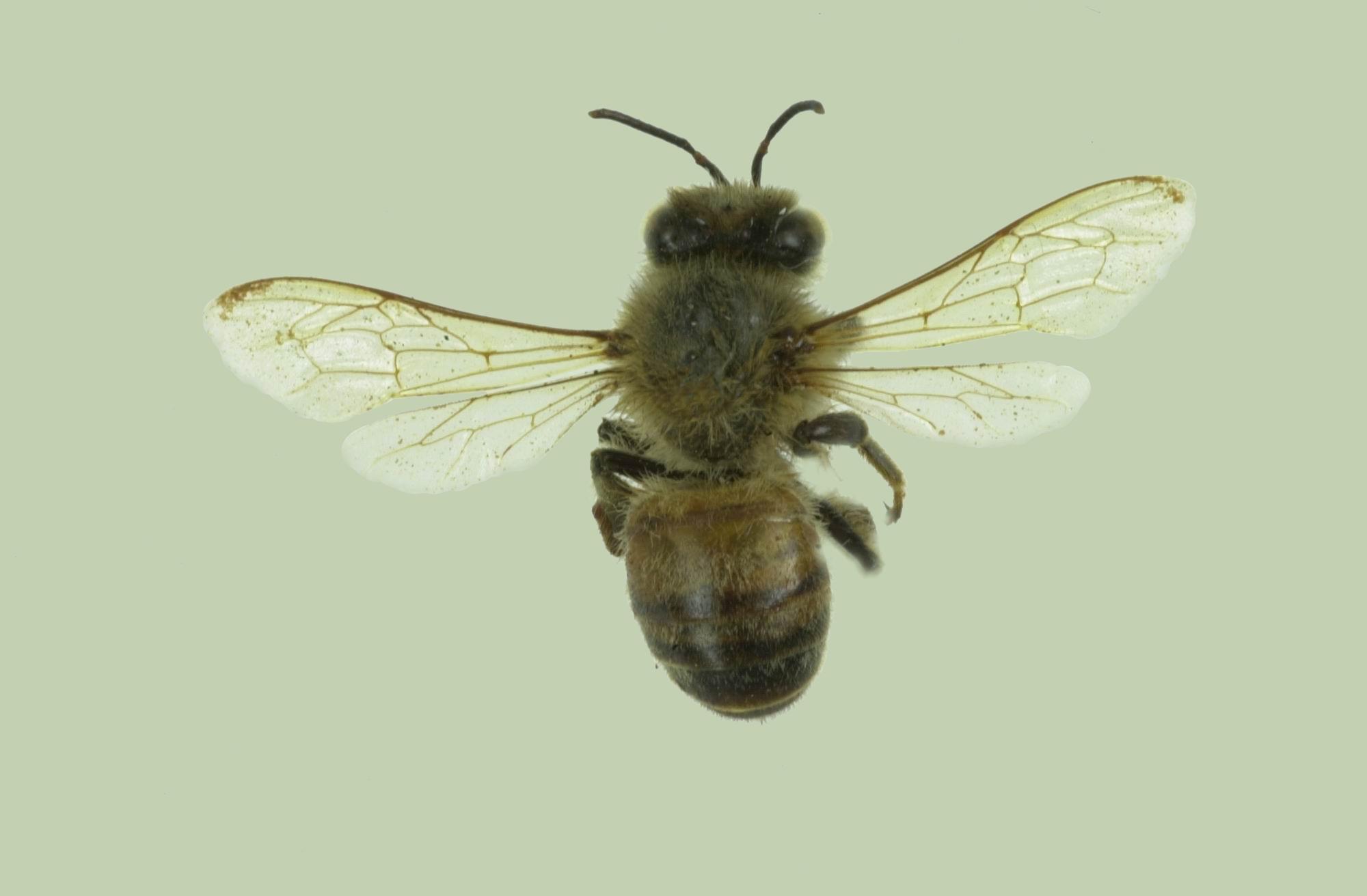 中文名稱:蜜蜂-數位典藏與學習聯合目錄