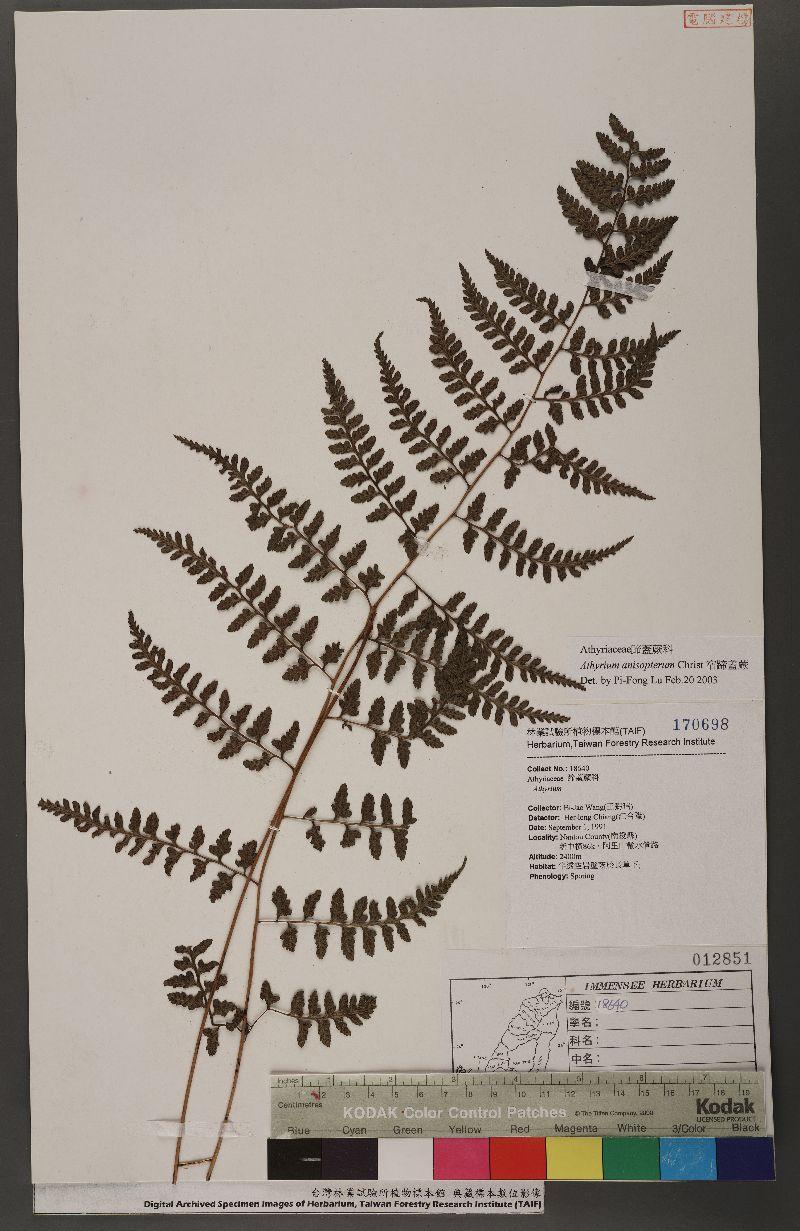 植物标本 腊叶标本 主题与关键字: plantae 植物界 pteridophyta