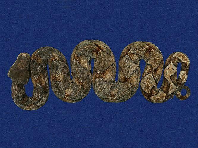 百步蛇（TMRS-0236）-數位典藏與學習聯合目錄