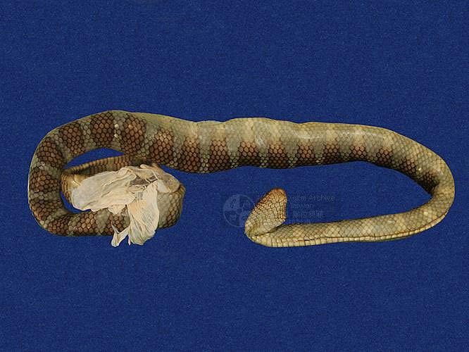 青斑海蛇图片
