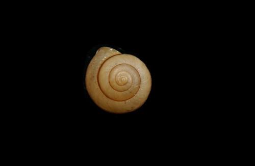 扁平毛蜗牛图片