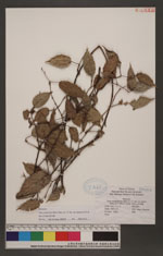 Ficus sarmentosa Buch.-Ham. ex J. E. Sm. var. henr(6288420)