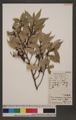 Ficus sarmentosa Buch.-Ham. ex J. E. Sm. var. nipp(6289922)
