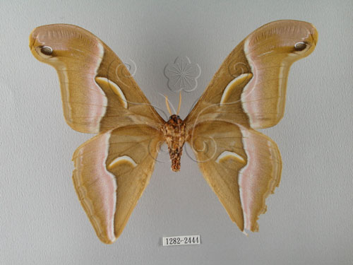 眉纹天蚕蛾标本图片