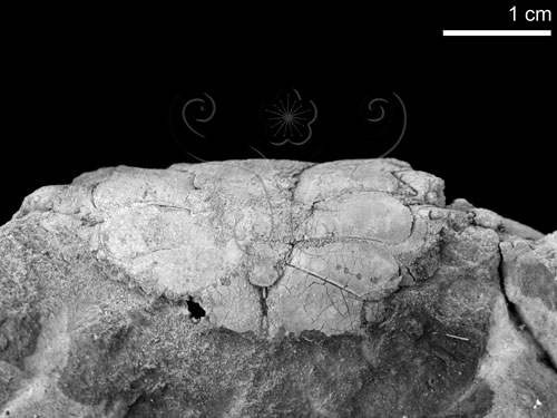 學名:Charybdis Hellerii (A. Milne-Edwards, 1867)(N(4552498)