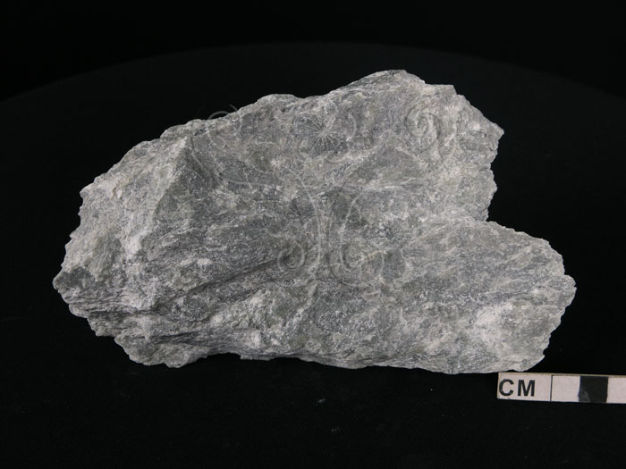 中文名:透闪石片岩(nmns002344-p005549)英文名:tremolite schist(n